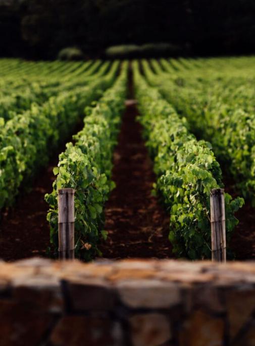 Chanel renforce sa présence dans le domaine du vin