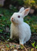 Le groupe Kering confirme stopper l'angora et le feutre de lapin.