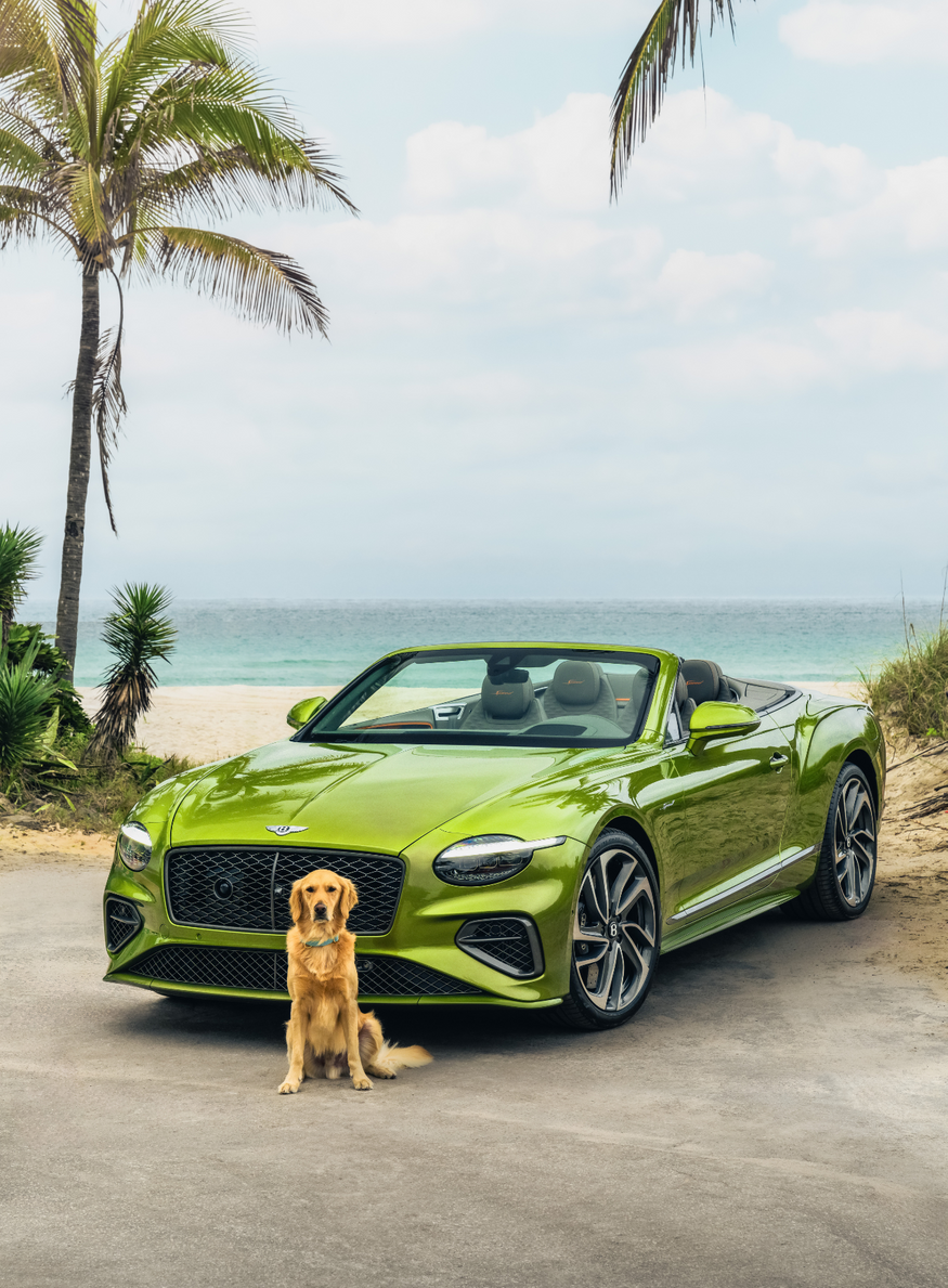 bentley motors chien spa résidence